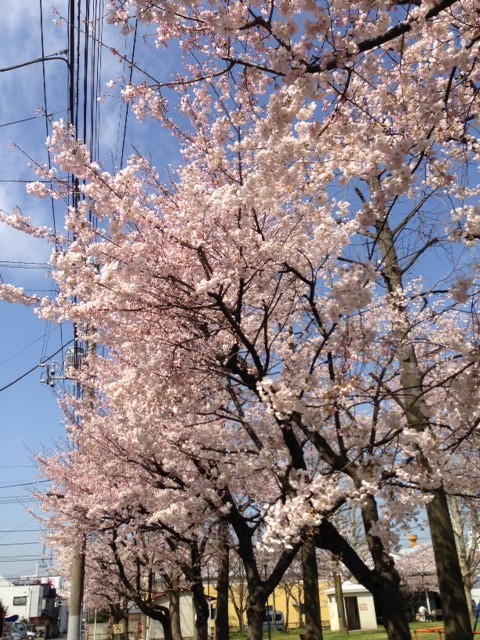 桜サムネイル